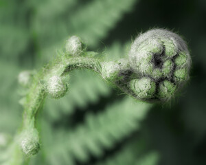Close up of a fern frond unfurling