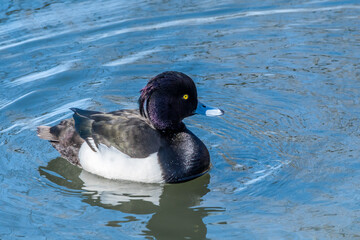 Tufted Duck (Aythya fuligula) drake on lake