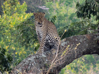 Leopard in a tree, Queen Elizabeth National Park, Uganda