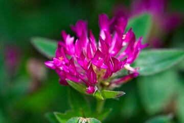 flower of a Trifolium pratense or red clover