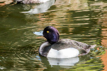 Tufted Duck (Aythya fuligula) drake on lake