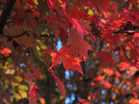 Autumm season and Maple leafs, colorful of red leafs ,OLYMPUS DIGITAL CAMERA