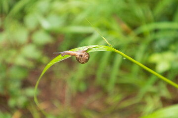Focus on snail attached to leaf, Gangwon-do, South Korea © eomgraphy