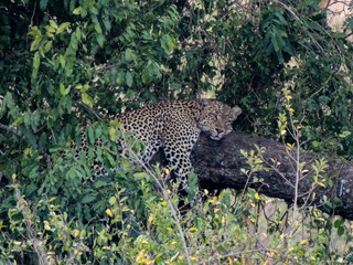 Leopard in a tree, Queen Elizabeth National Park, Uganda