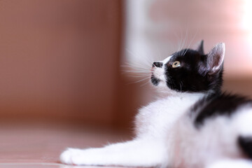 profile of a tiny black and white kitty lying on the floor