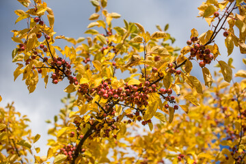 Jahreszeiten | Herbst | Natur