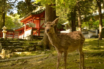 Exploring the temples and nature around Kyoto and Nara on Honshu island in Japan