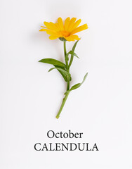 Calendula, October birth flower. Birth month marigold flower photo. Birthday flower clipart