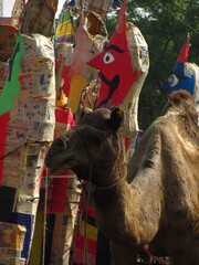 Picture of a camel