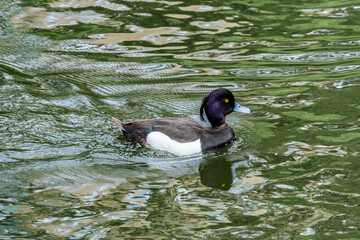 Tufted Duck (Aythya fuligula) drake on lake