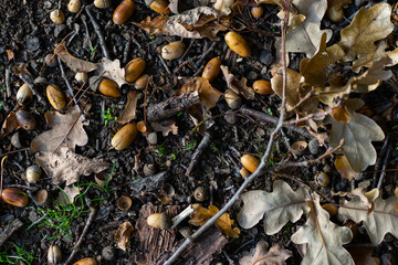 Dry leaves, branches and acorns on ground in autumn forest