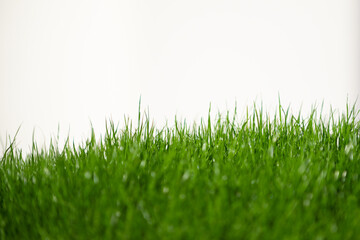 Fototapeta na wymiar fresh green grass in foreground isolated on white background