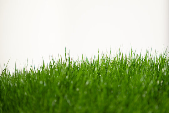 Fresh Green Grass In Foreground Isolated On White Background