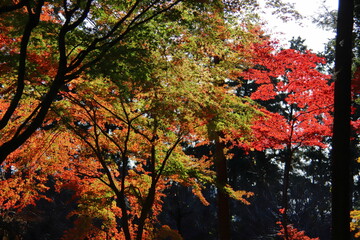 平林寺の紅葉