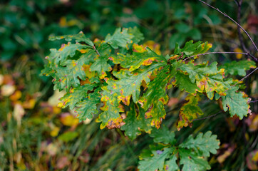 Autumn maple leaves close-up green and yellow