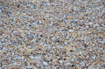 Coquillage coquille océan plage 