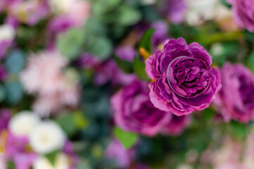 Closeup image of beautiful flowers wall background with amazing colorful roses. Top view