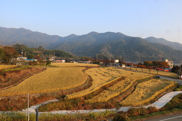 rice terraces in island