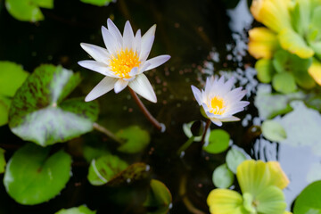 Beautiful White Lotus Flower with green leaf in pond