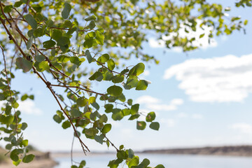 tree leaves on blue background of big river