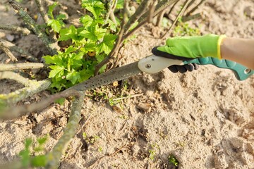 Woman gardener in gloves with garden saw cuts branches