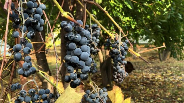 Bunches of ripe and drying organic black wine grapes on vine branch of autumn fall harvest.