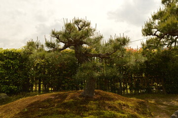 Exploring the temples and nature around Kyoto and Nara on Honshu island in Japan