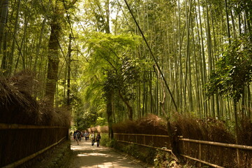 Exploring the temples and nature around Kyoto and Nara on Honshu island in Japan