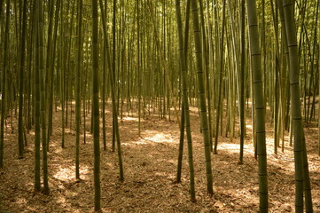 Exploring the temples and nature around Kyoto and Nara on Honshu island in Japan