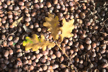 Viele Eicheln und Eichenblätter im Herbst