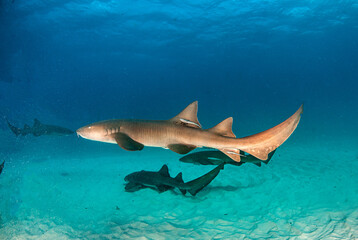 Obraz na płótnie Canvas Nurse shark at the Bahamas