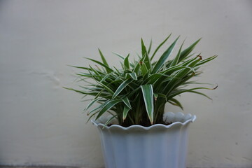 Close-up of houseplant Chlorophytum comosum or Paris lily in a white pot.