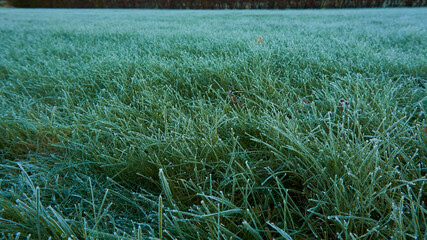 The frozen green grass. Morning in Sweden.