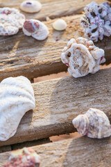 sea shells on wooden background