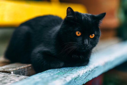 Homeless grimy black cat. A beautiful black cat with yellow eyes.