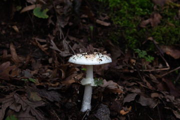 Amanita virosa,commonly known in Europe as the destroying angel, is a deadly poisonous basidiomycete fungus,its principal toxic constituent α-amanitin damages the liver and kidneys, usually fatally.