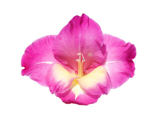 Single pink gladiolus flower, isolated on white background