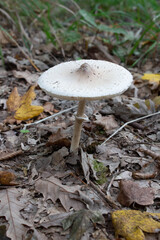 Amanita virosa,commonly known in Europe as the destroying angel, is a deadly poisonous basidiomycete fungus,its principal toxic constituent α-amanitin damages the liver and kidneys, usually fatally.