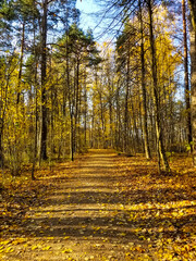 wide trail in the autumn yellow forest. Quiet autumn forest.