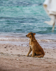 Dog by the beach