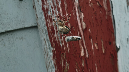 Mother Spider Catching Prey