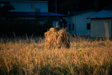 Japanese paddy fields and rice autumn harvest