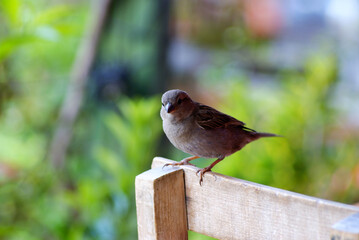 Little cute sparrow sits on wooden fence.