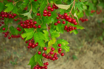 Bunch of red viburnum berries on a branch. Red viburnum vulgaris branch in the garden. Viburnum (viburnum opulus) berries and leaves outdoor in autumn fall 