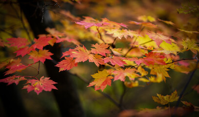 Autumn in forest - maple leaves in sunlight.