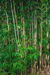 Panele Szklane  duży zielony gęsty las bambusowy