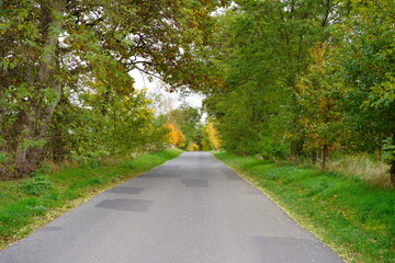 Obraz premium Herbstliche Landstraße in Brandenburg