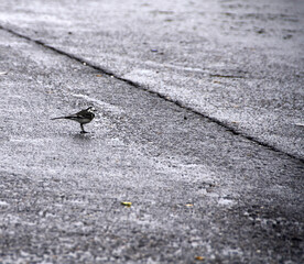 Little stint bird called as Calidris Minuta walks on city street.