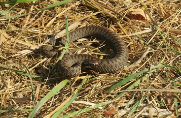 Brown steppe snake on grass background in europian village 