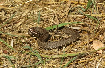 Brown steppe viper on the grass, europe